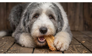 Los mejores snacks naturales para perros: opciones saludables y beneficios reales