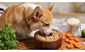 Cómo elegir un buen alimento natural para perros según sus necesidades