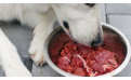 Proteína para perros: beneficios y cómo elegir la mejor fuente