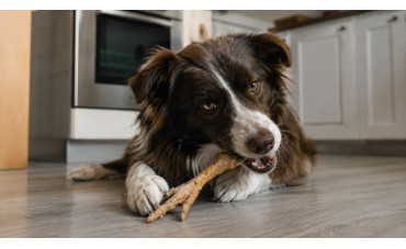 Patas de pollo para perros: beneficios, propiedades y cómo darlas correctamente