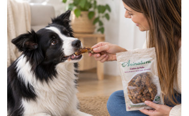 Cuellos de pollo para perros: beneficios y cómo darlos de forma segura