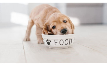 Cómo mejorar la dieta de tu perro